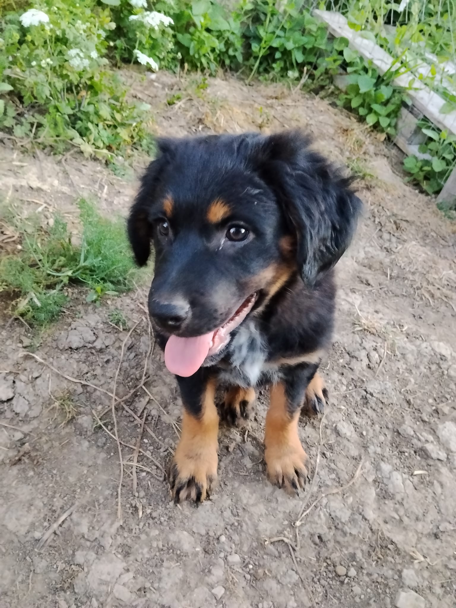 Foto 2 di Lea, cane Meticcio in adozione