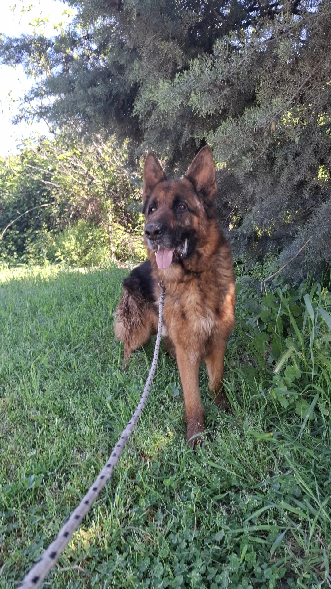 Kai, cane Pastore tedesco in adozione a Napoli - foto 2