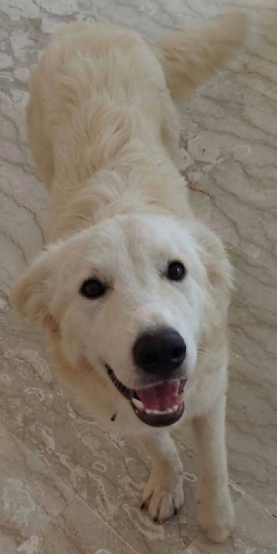 Egidia, cane Meticcio in adozione a Latina - foto 4