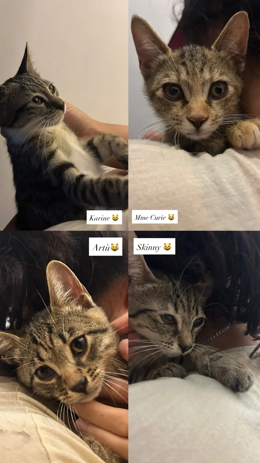 I quattro moschettieri, gatto Europeo in adozione a Foggia - foto 1