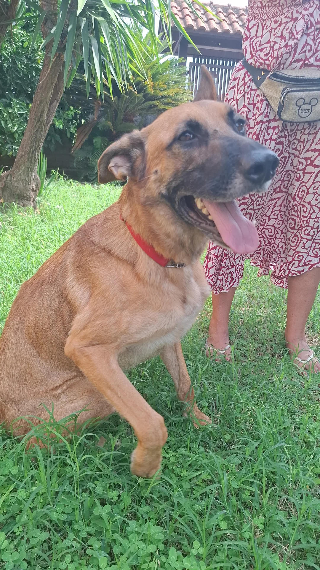 Ciro, cane Meticcio (madre Pastore Tedesco) in adozione a Roma - foto 3