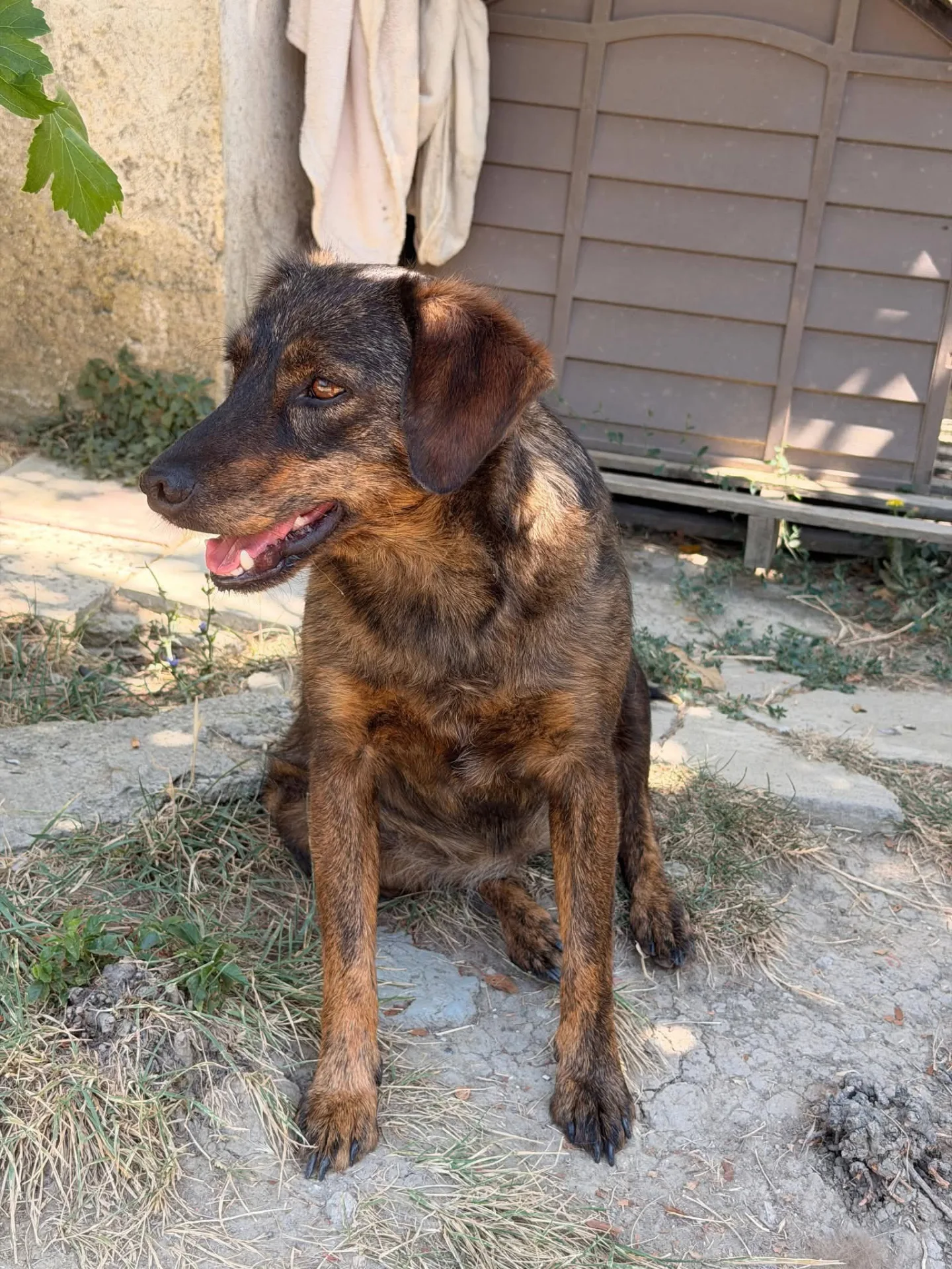 Beth, cane Meticcio in adozione a Treviso - foto 2