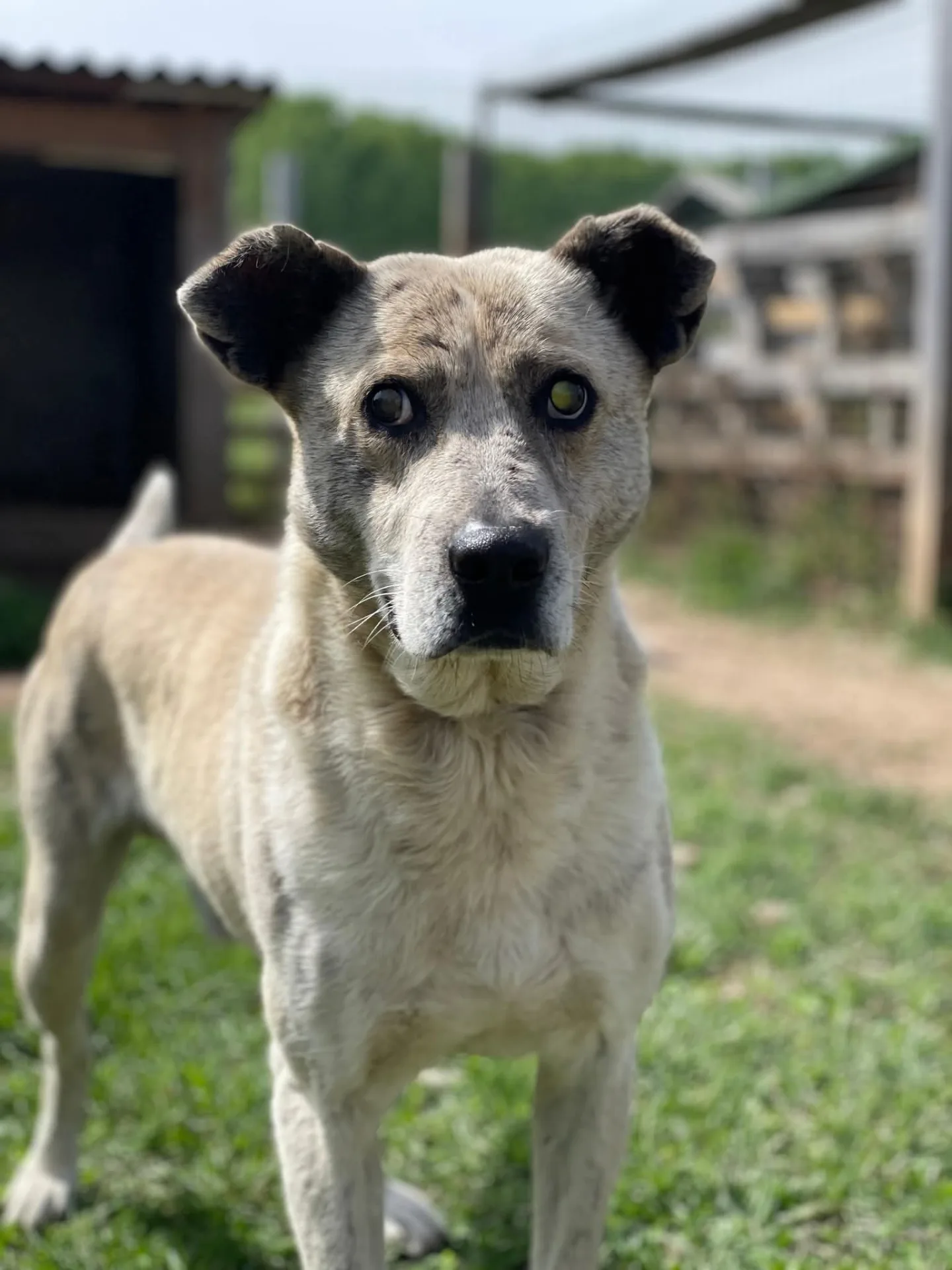 Jakkone, cane Meticcio in adozione a Milano - foto 2