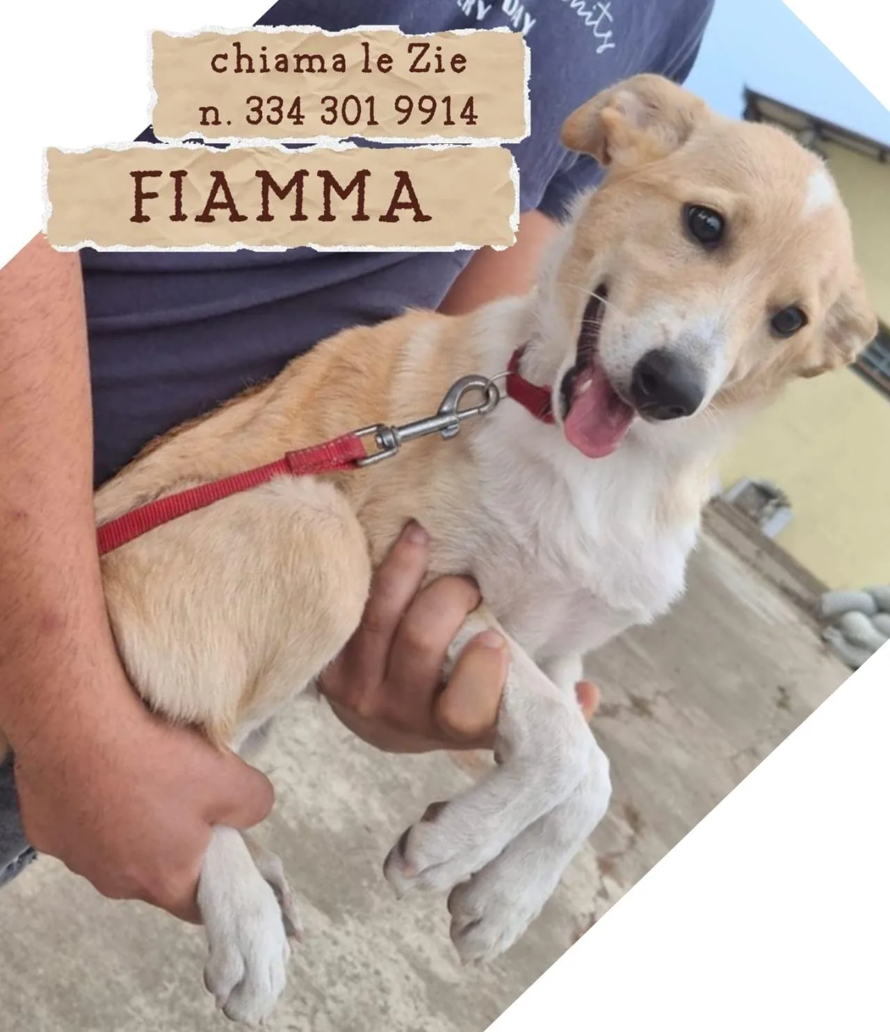 Fiamma, cane Meticcio in adozione a Crotone
