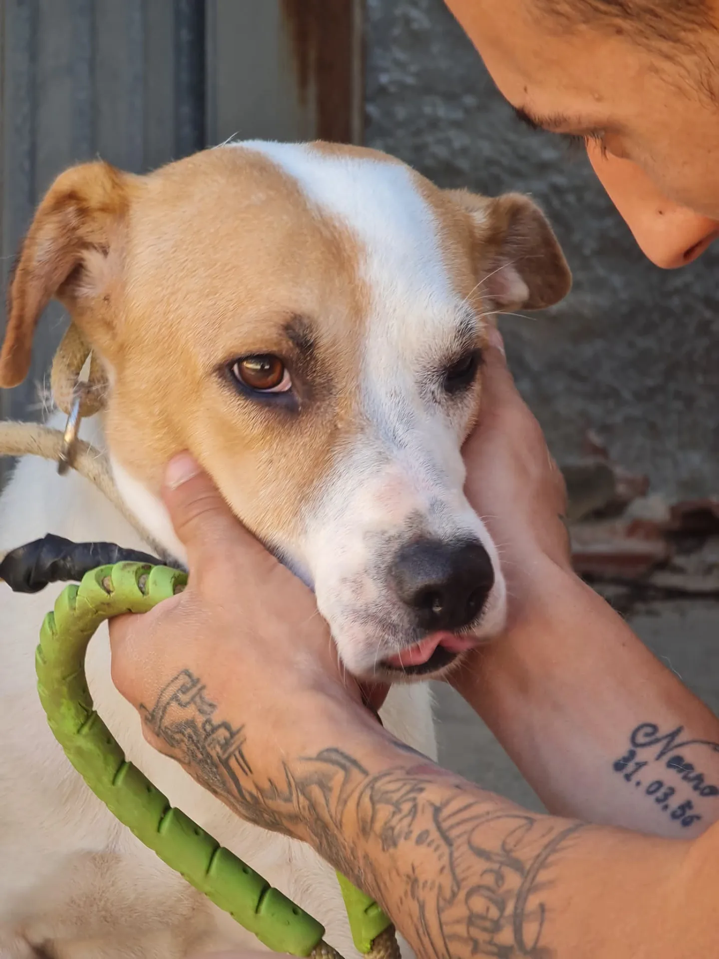 Fiore, cane Meticcio in adozione a Trapani - foto 2