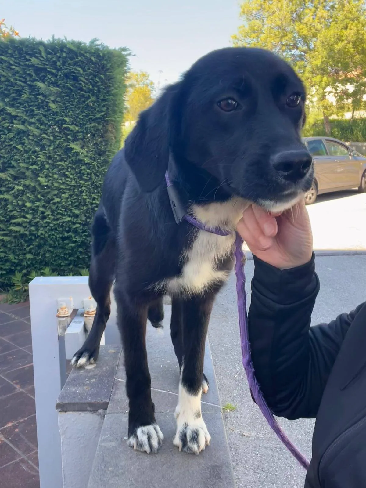 Ornella, cane meticcia in adozione a Cosenza - foto 3