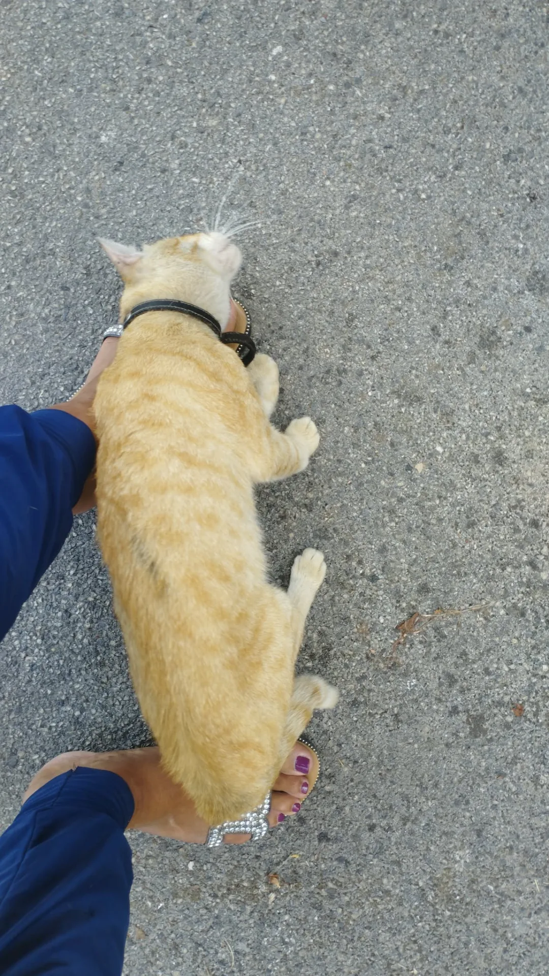 Red, gatto in adozione a Napoli - foto 1