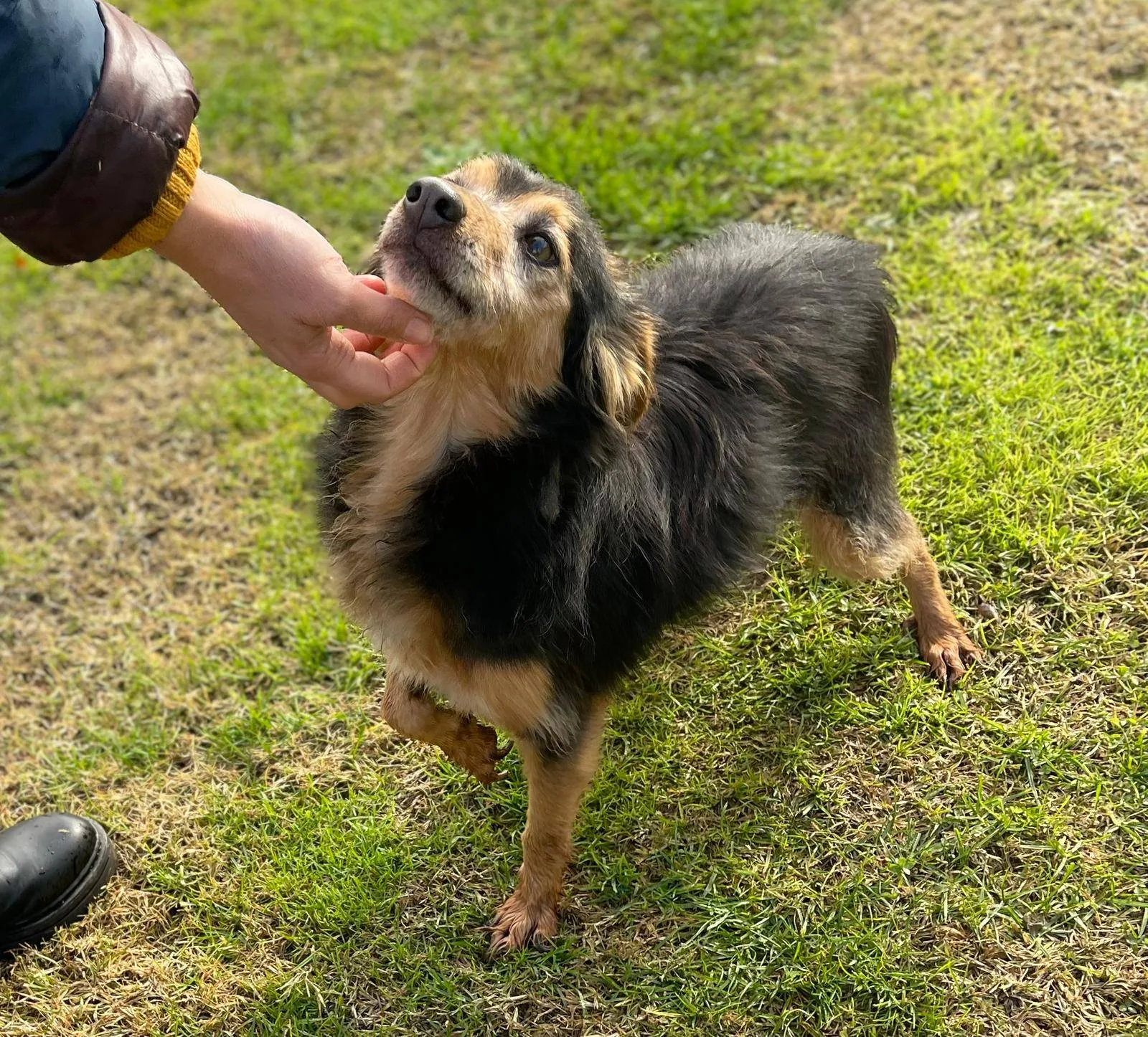Cip e Ciop, cane meticcio in adozione a Latina - foto 1