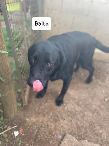 Balto, cane meticcio in adozione a Latina - foto 2
