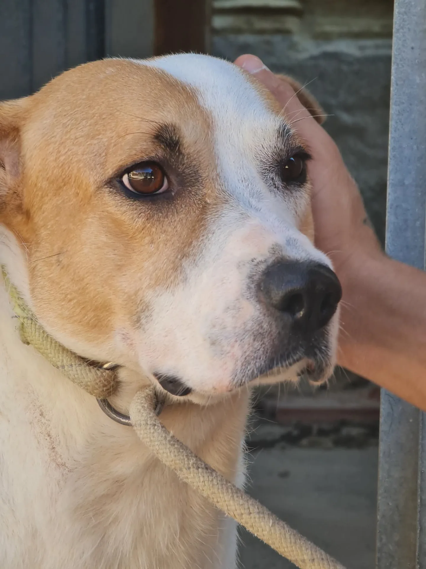 Fiore, cane Meticcio in adozione a Trapani - foto 1