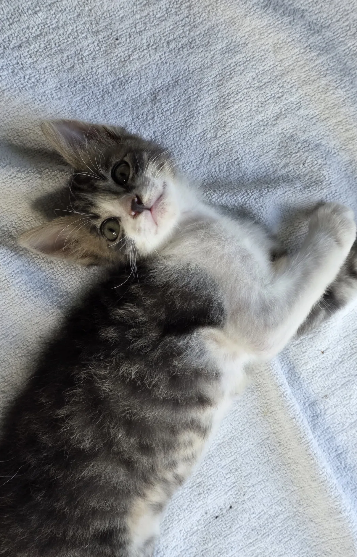 Strillo, gatto Europeo in adozione a Vibo Valentia - foto 1