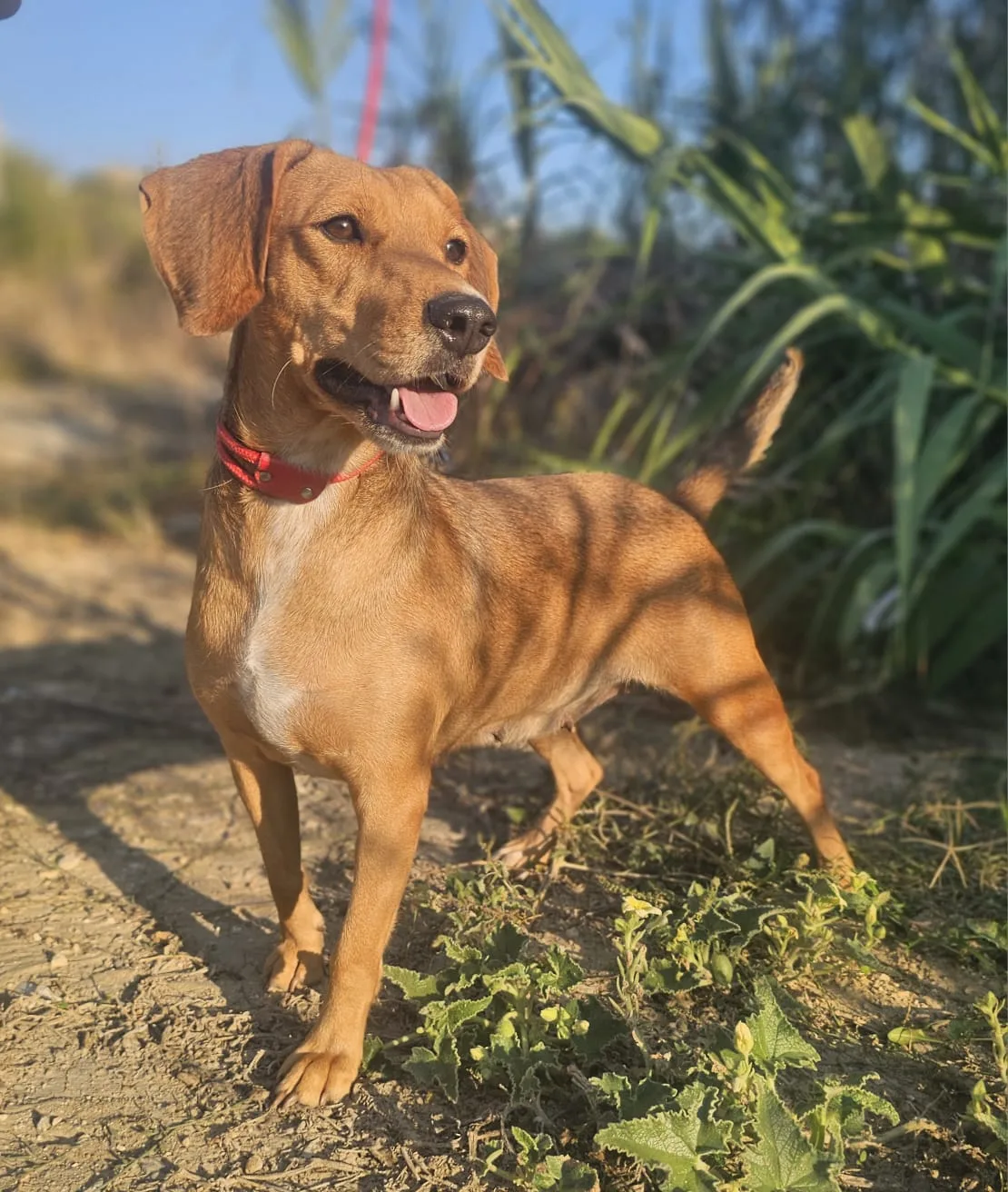 Kelly, cane Meticcio in adozione a Agrigento