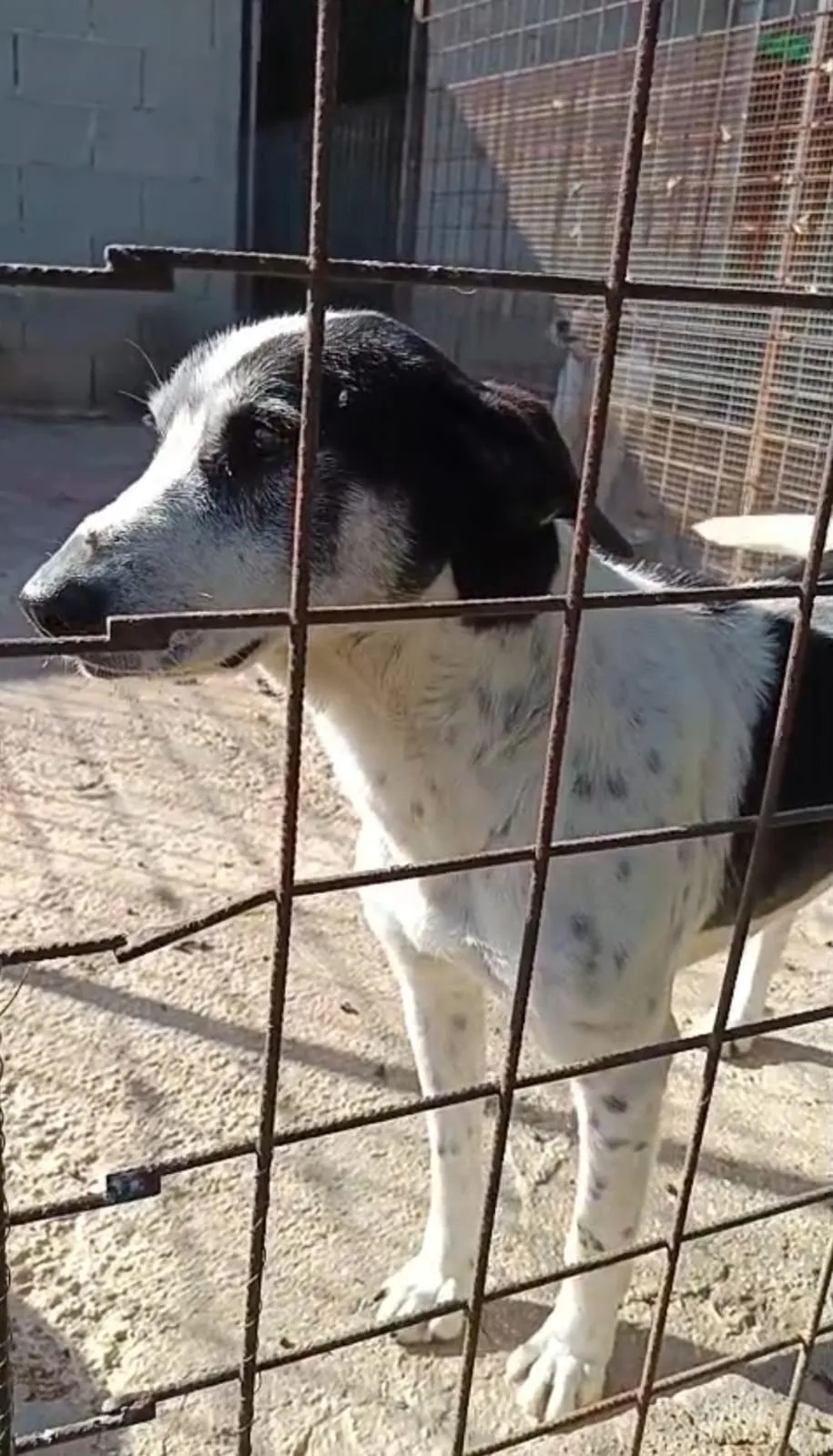 Toby, cane Meticcio in adozione a Siracusa - foto 2