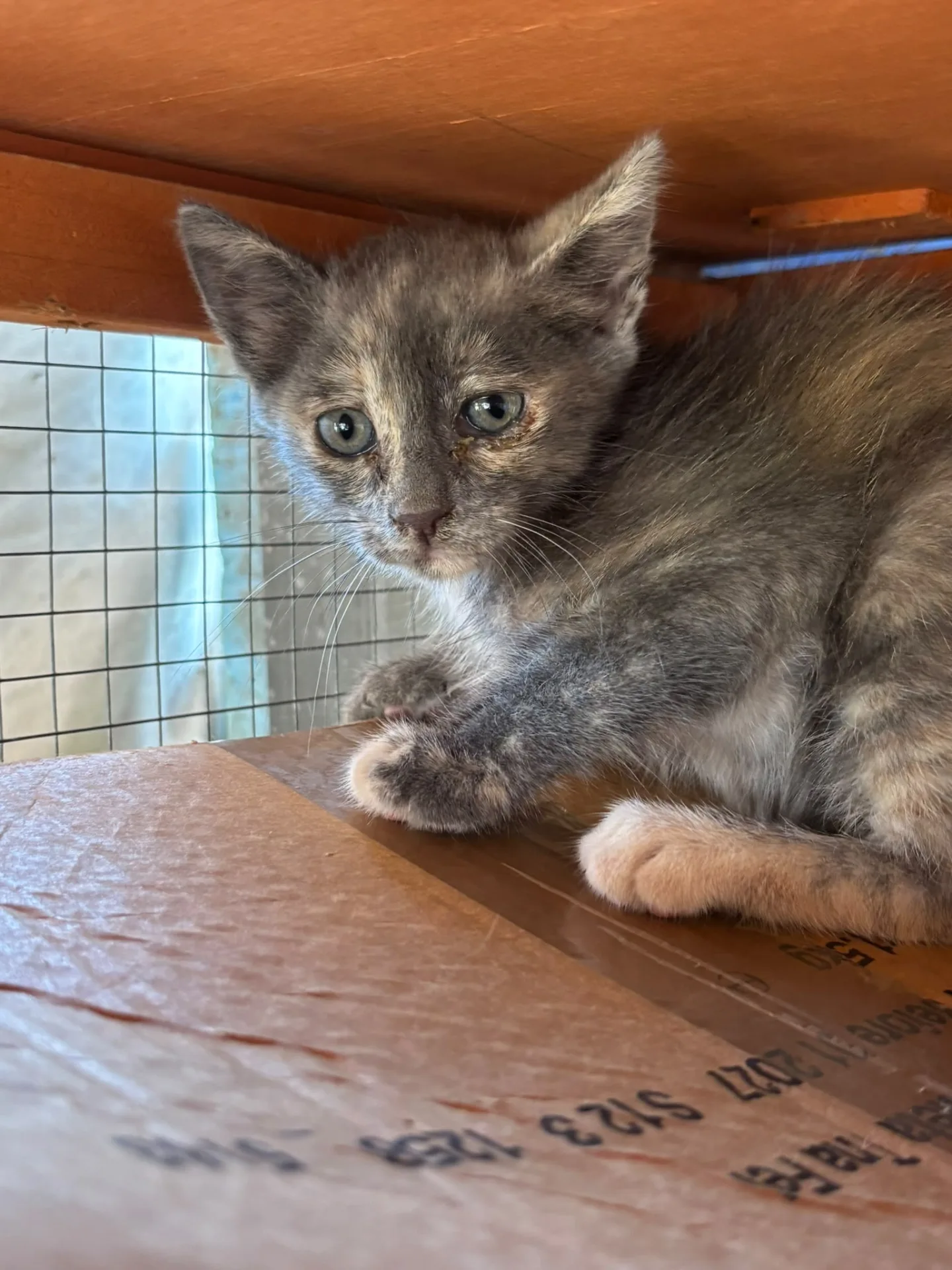 Foto 1 di Peonia, gatto Europea in adozione