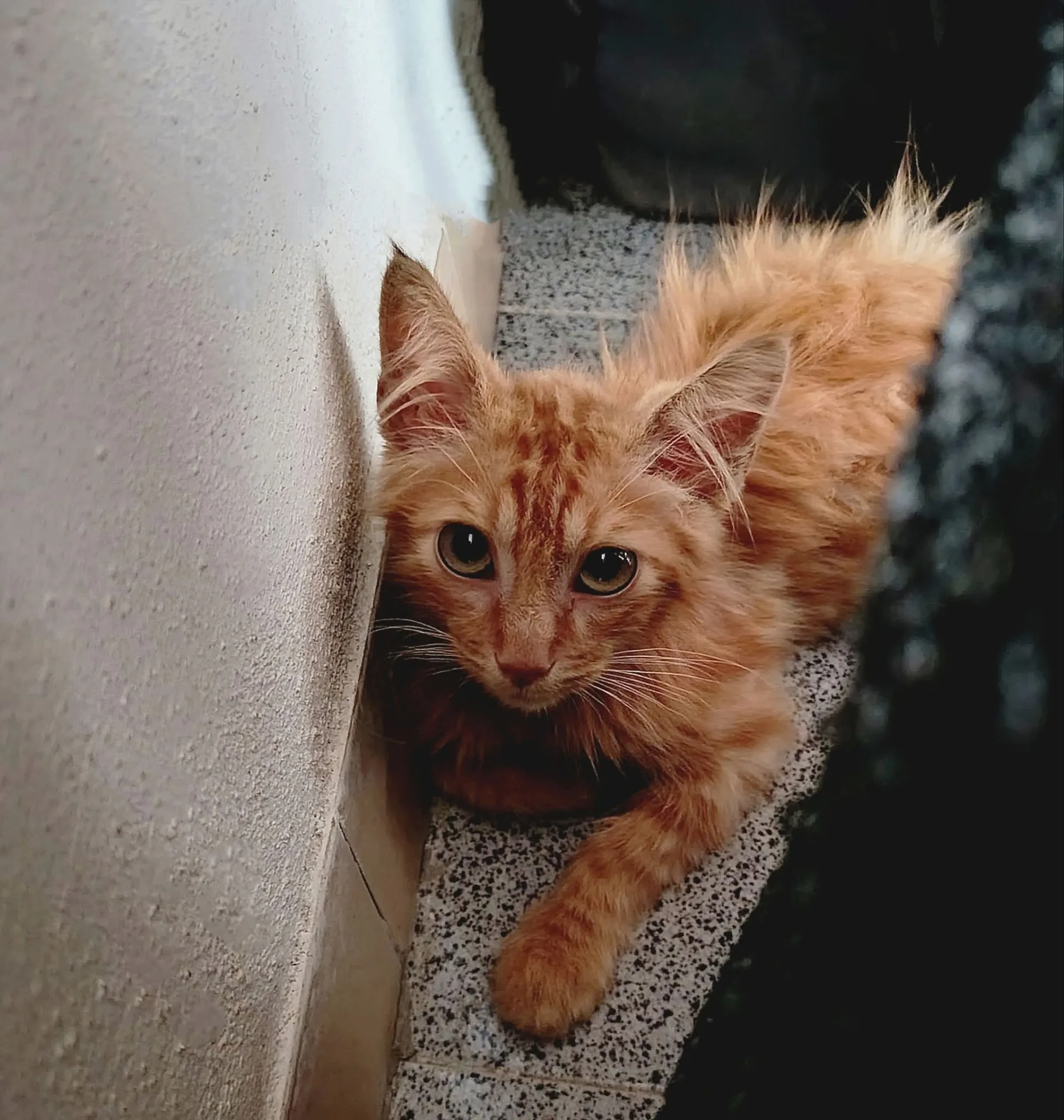 Foto 1 di Arancino, gatto Europeo in adozione