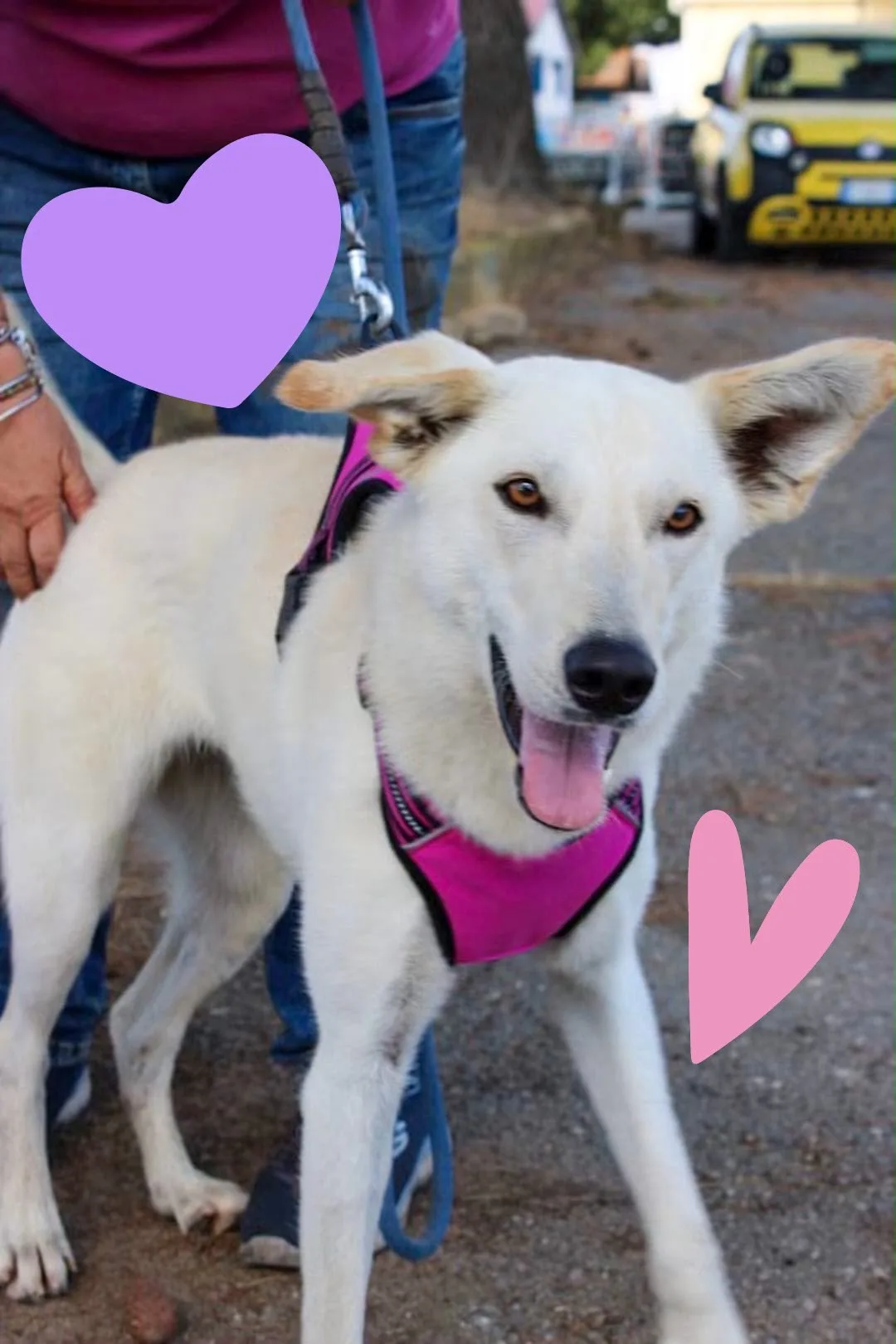 Eris, cane Meticcio in adozione a Crotone - foto 2