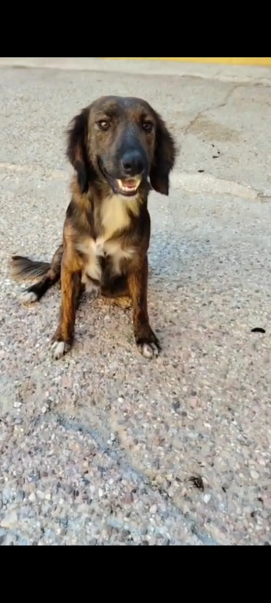 Billy, cane Meticcio in adozione a Agrigento - foto 5