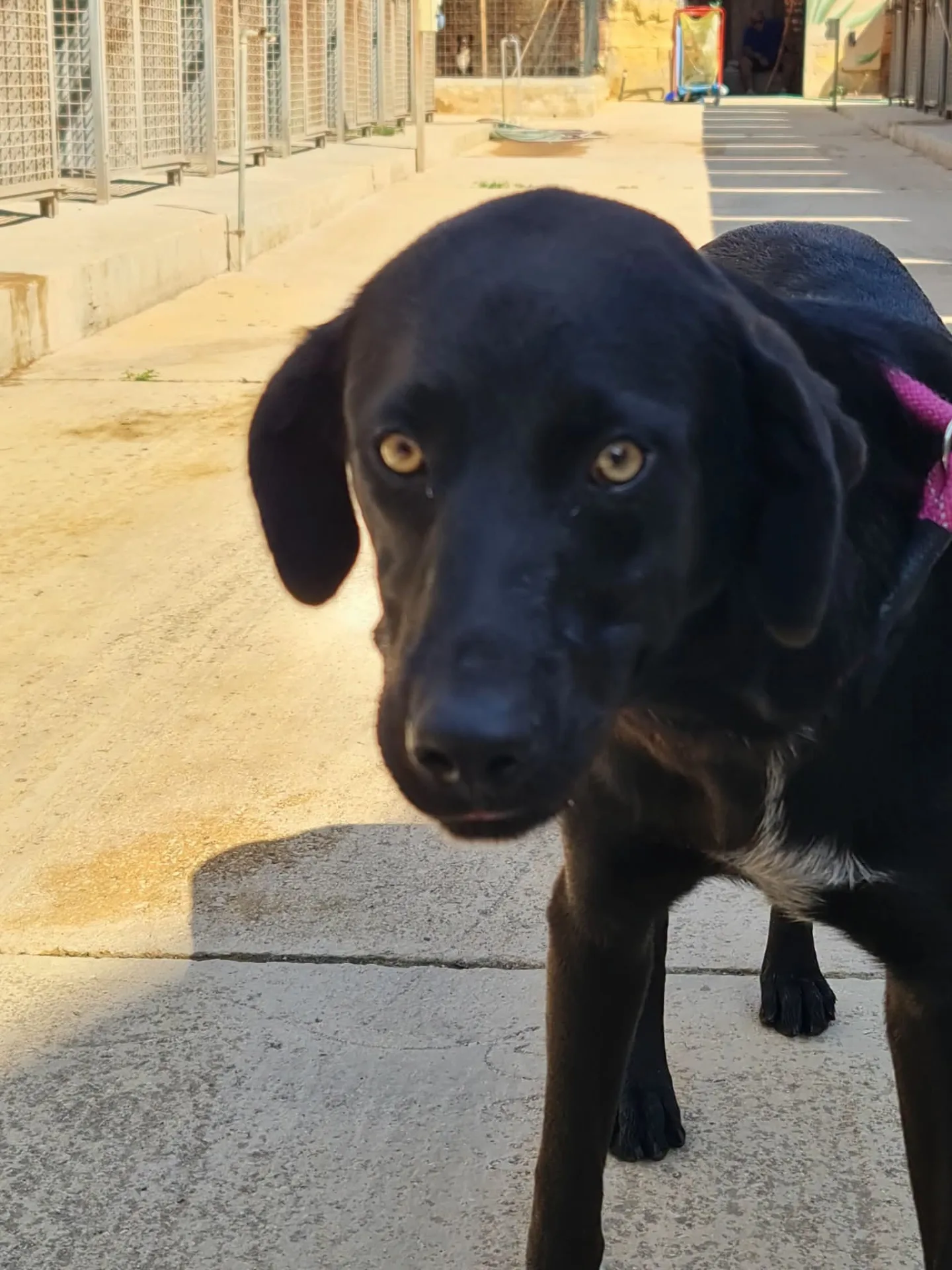 Leonard, cane Meticcio in adozione a Trapani - foto 1
