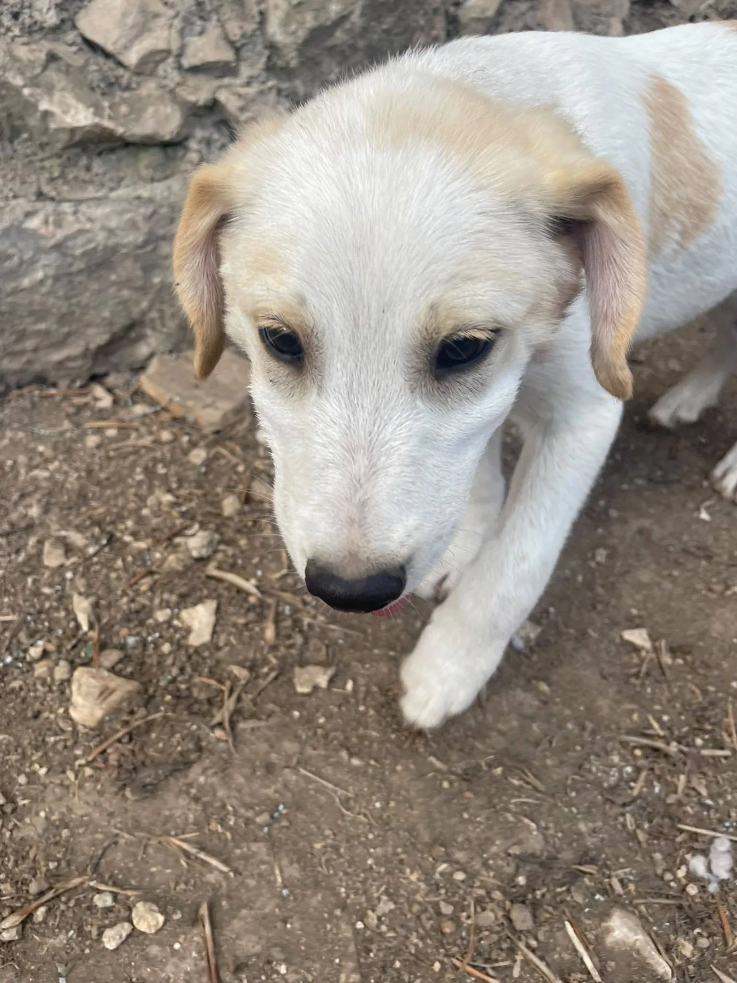 Malu adozione cucciolo cieco, cane meticcio in adozione a Latina - foto 1