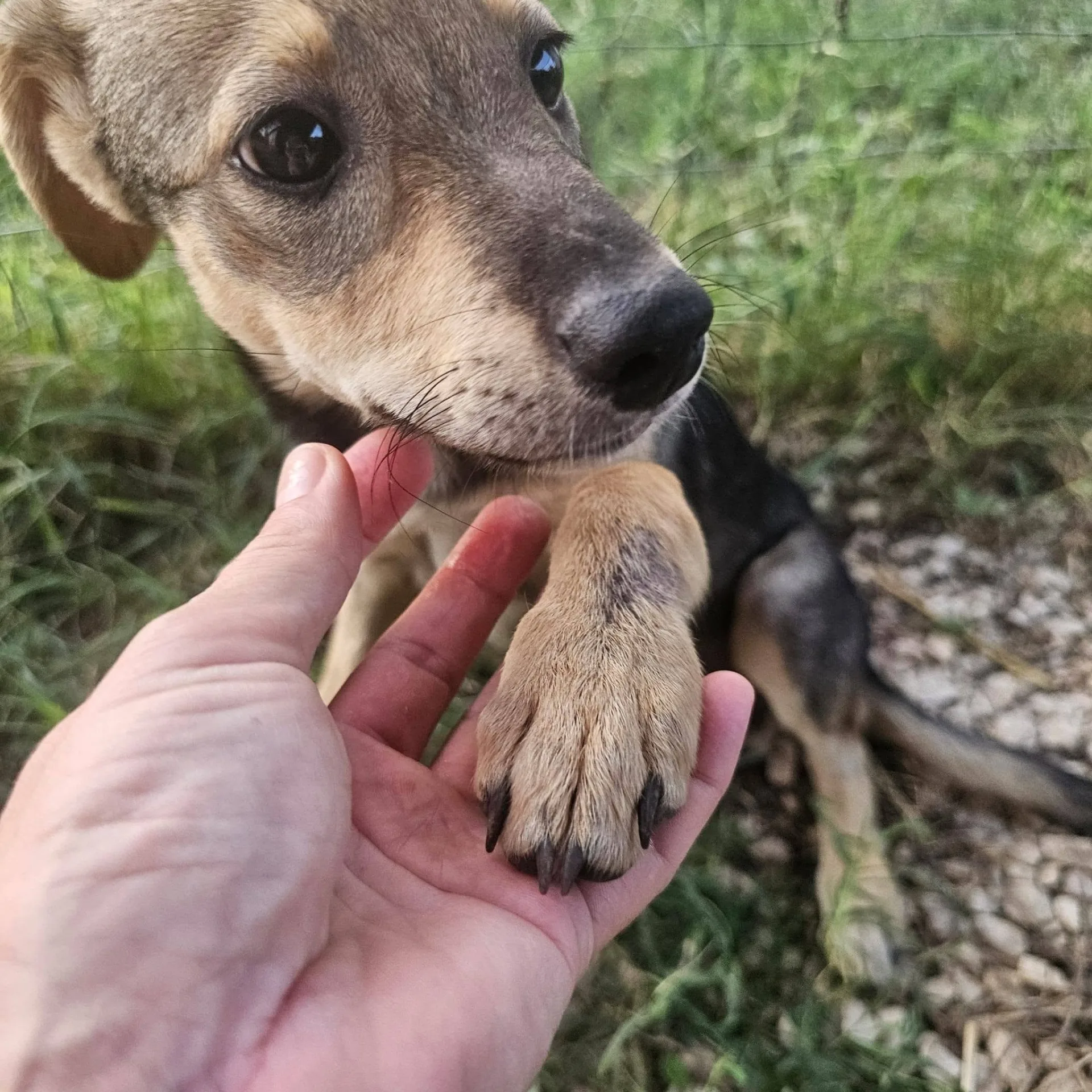 Agostina, cane meticcio in adozione a Latina - foto 5
