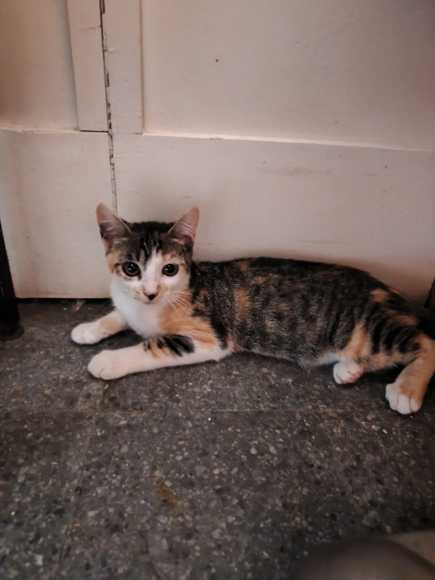 Lisa, gatto Europeo in adozione a Latina - foto 3