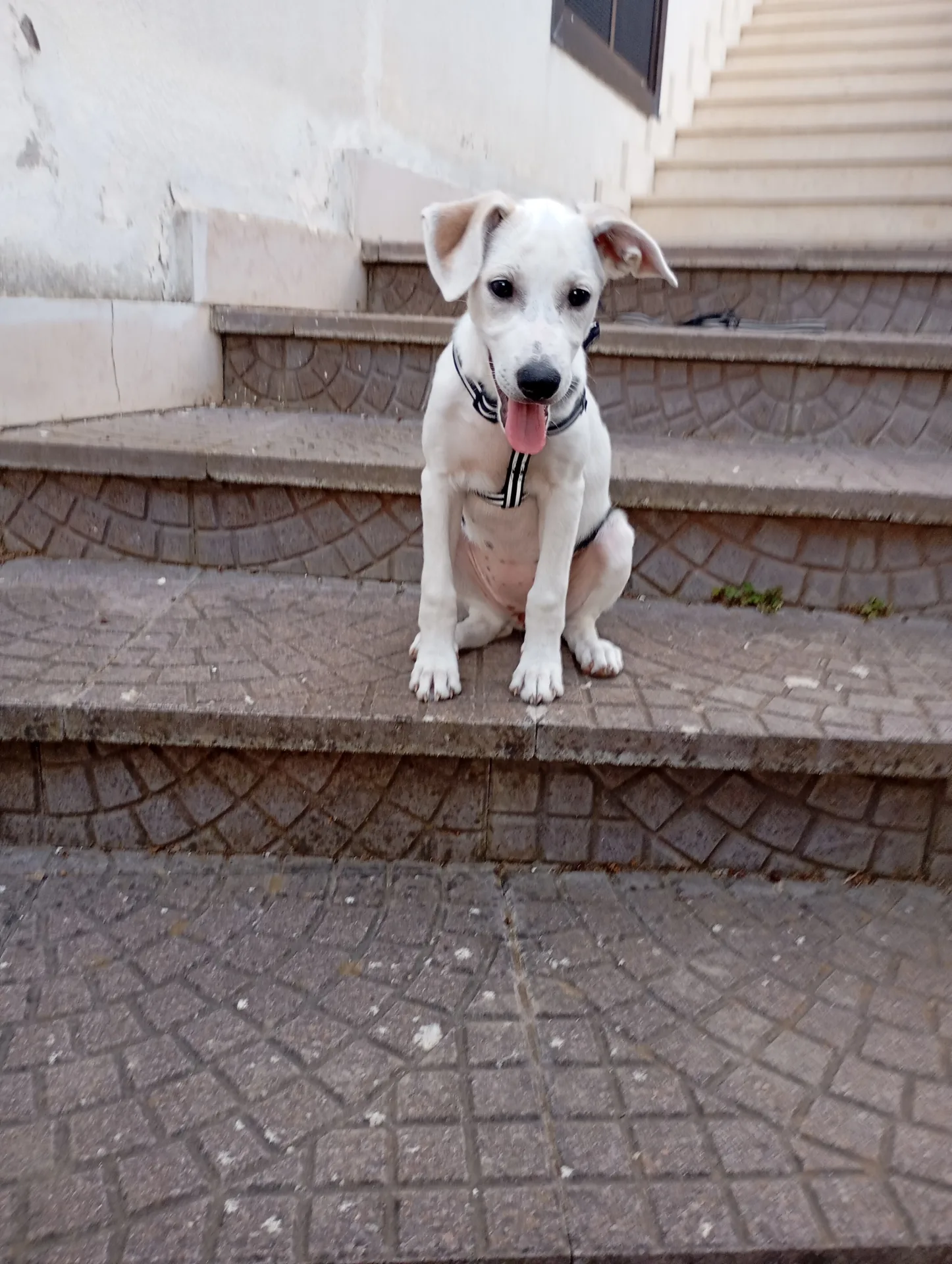 Ariel, cane Meticcio in adozione a Avellino