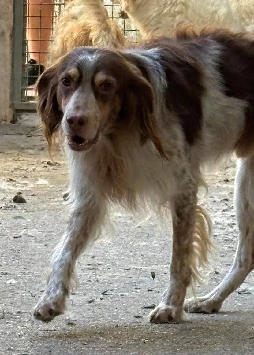 Artù, cane Mix Breton in adozione a Treviso - foto 4