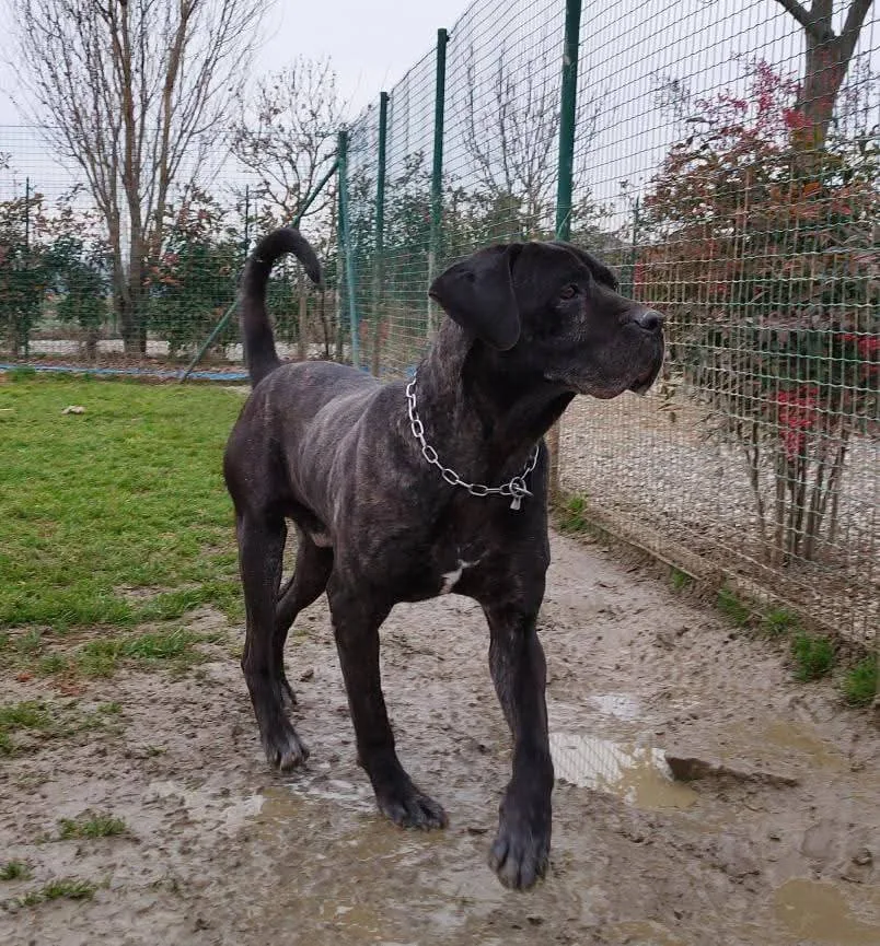 Argo, cane Corso in adozione a Pavia - foto 4