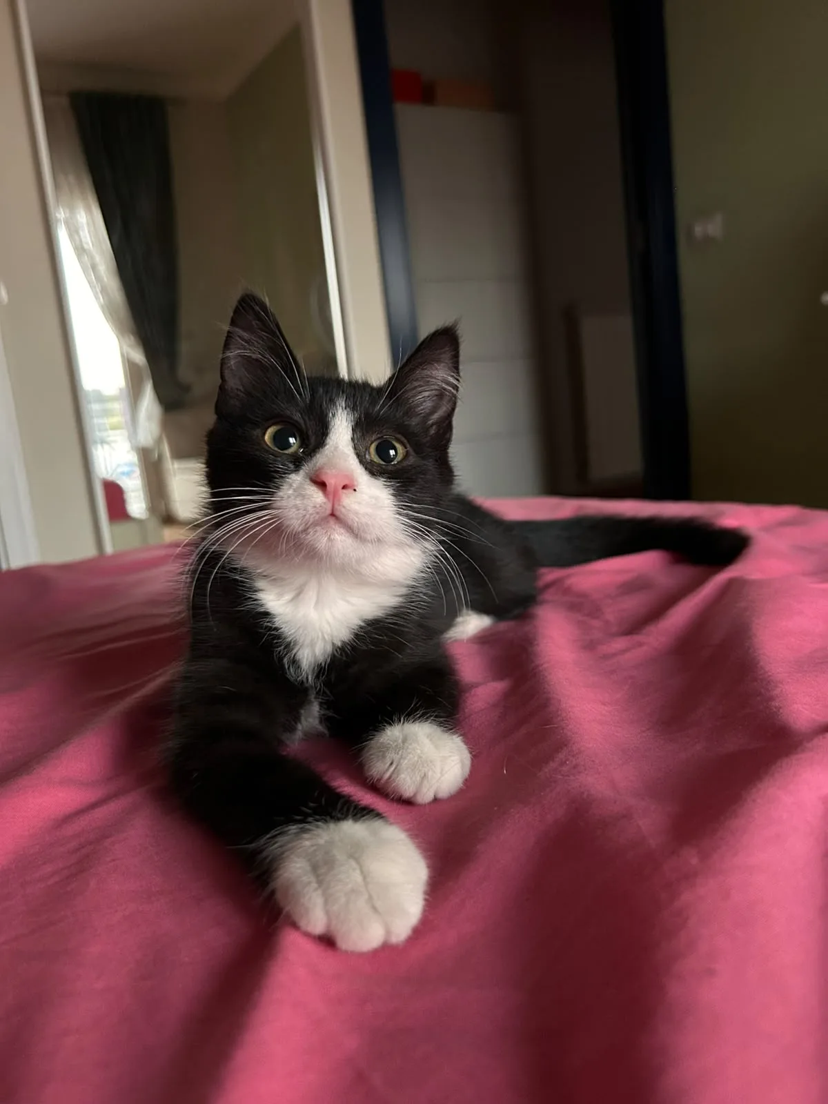 Figaro, gatto in adozione a Napoli