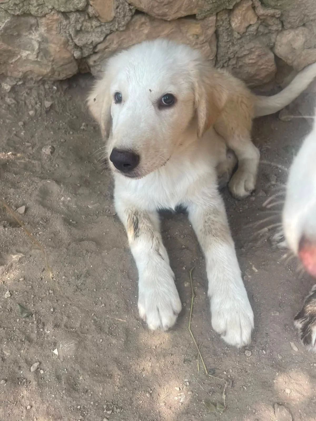 Foto 4 di Marella, cane Meticcio in adozione