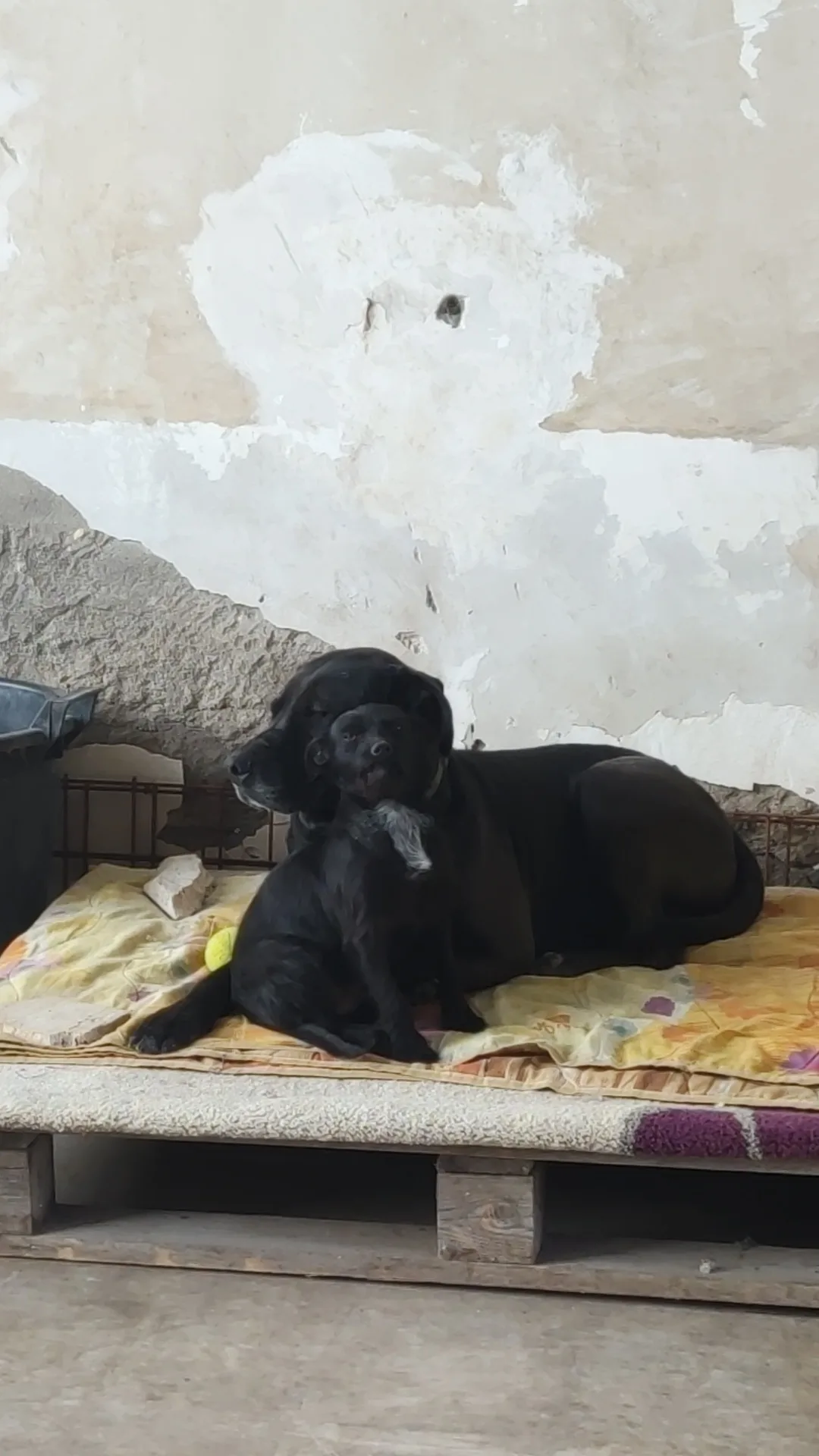 Scugnizza ed Ercole, cane Terrier in adozione a Padova - foto 5