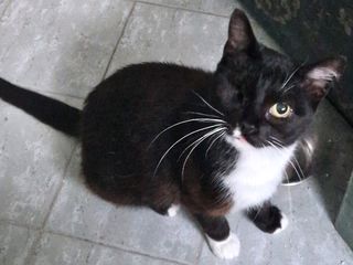 Pongo, gatto Meticcio in adozione