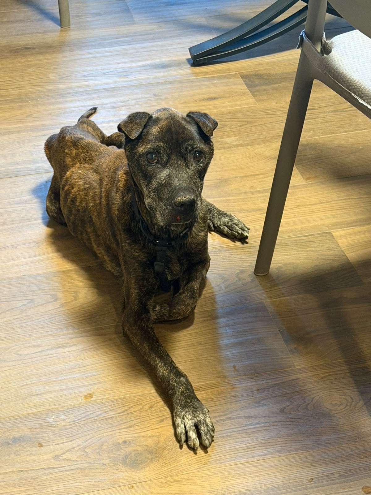 Foto 1 di Nerone, cane Pit Bull in adozione