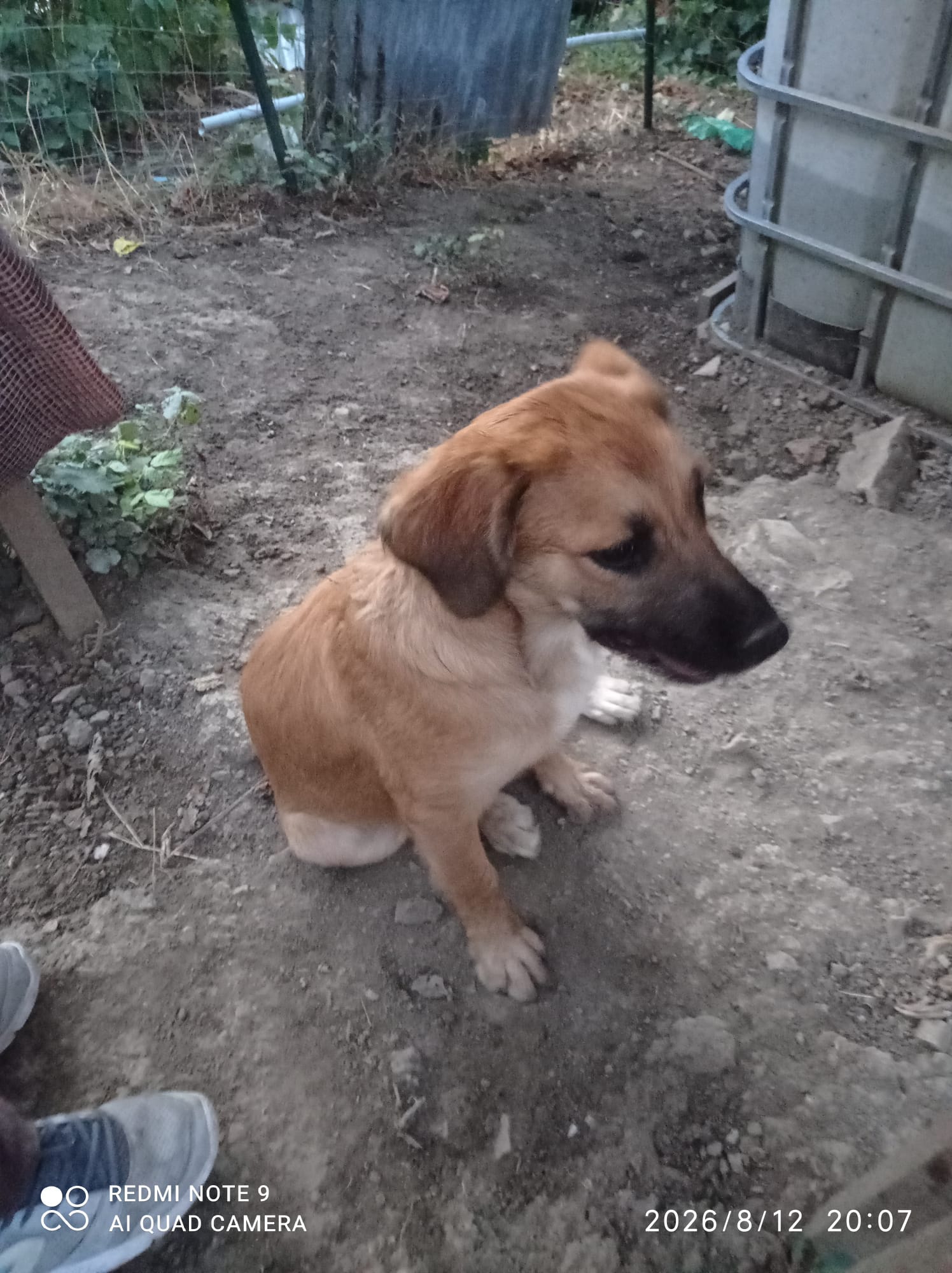 Foto 4 di Ofelia, cane Meticcio in adozione