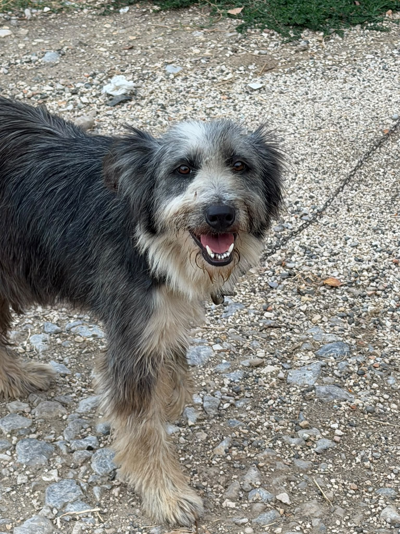 Foto 1 di Romina, cane  in adozione
