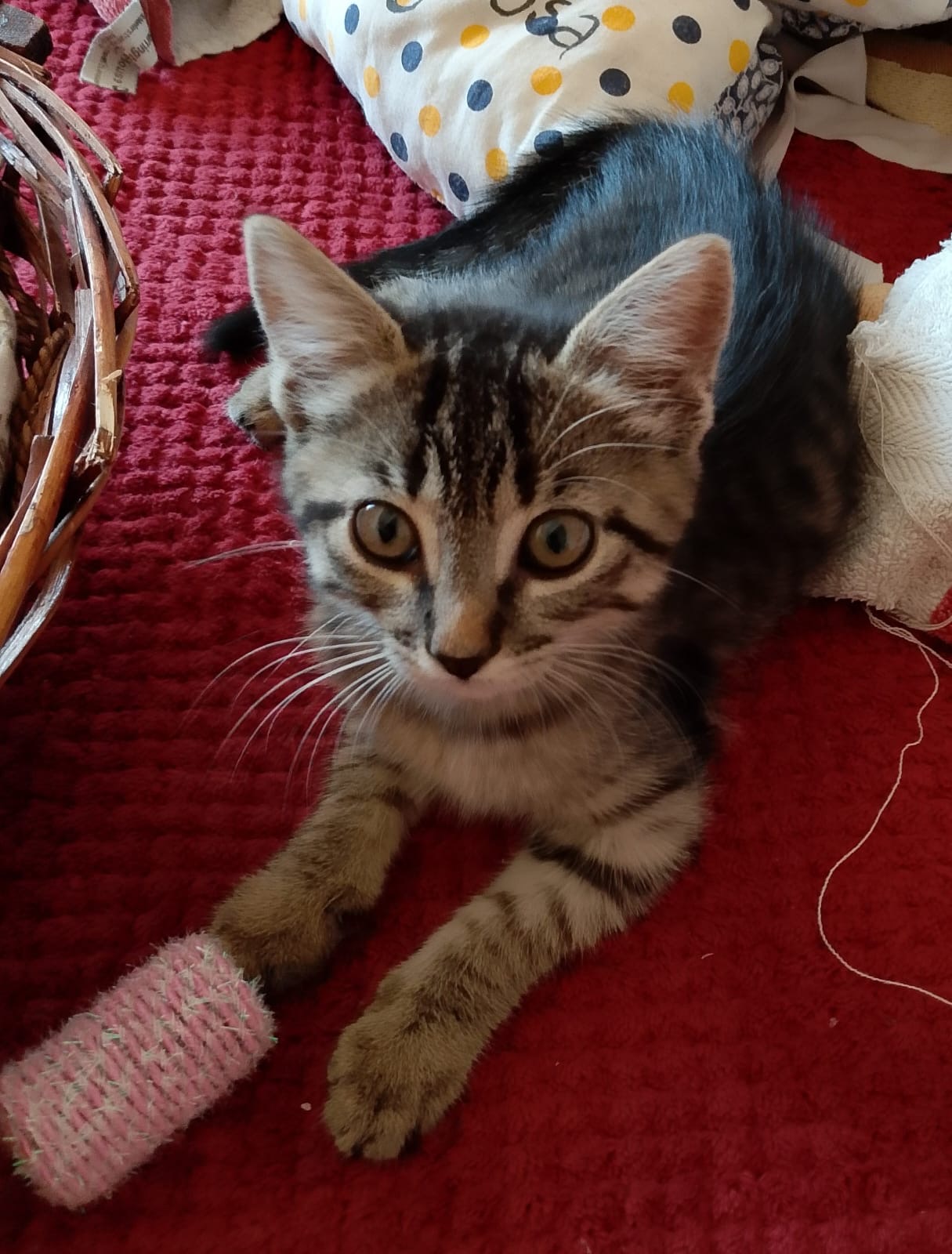 Foto 4 di Bibi, gatto Meticcio in adozione