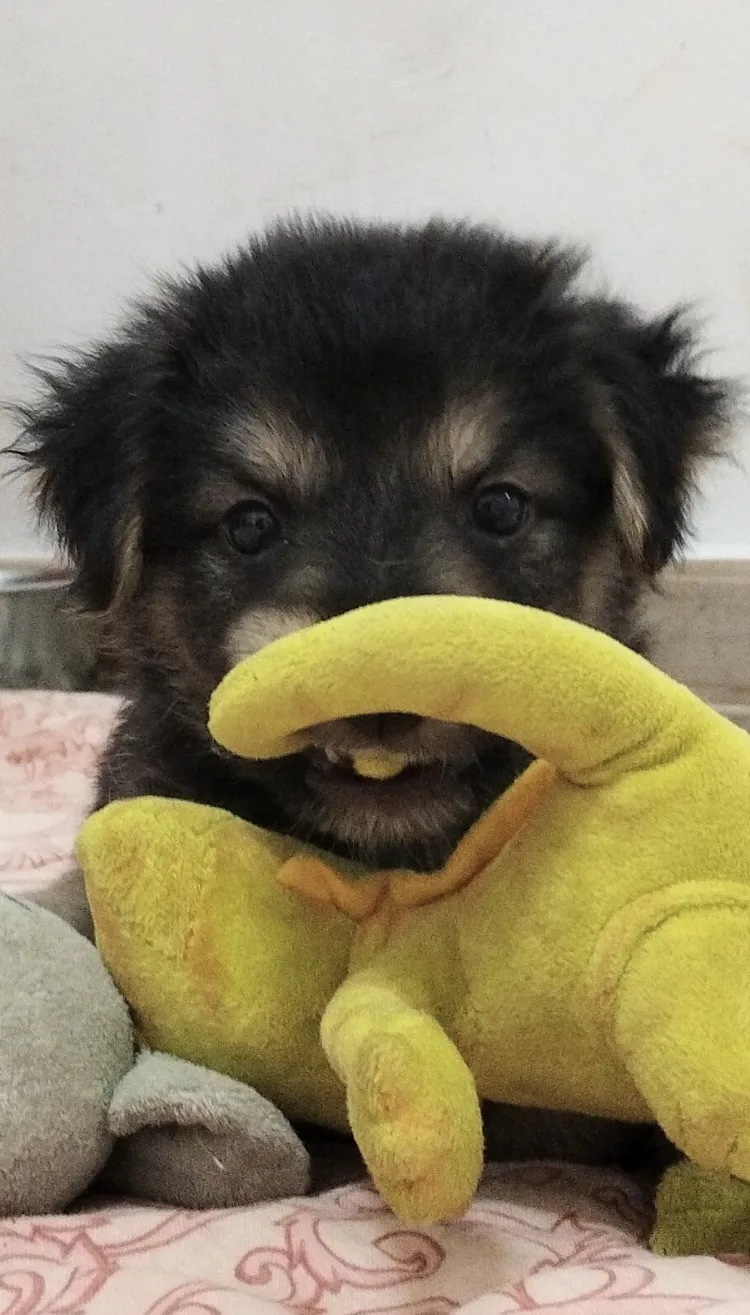 Adam, cane Meticcia in adozione a Taranto - foto 2