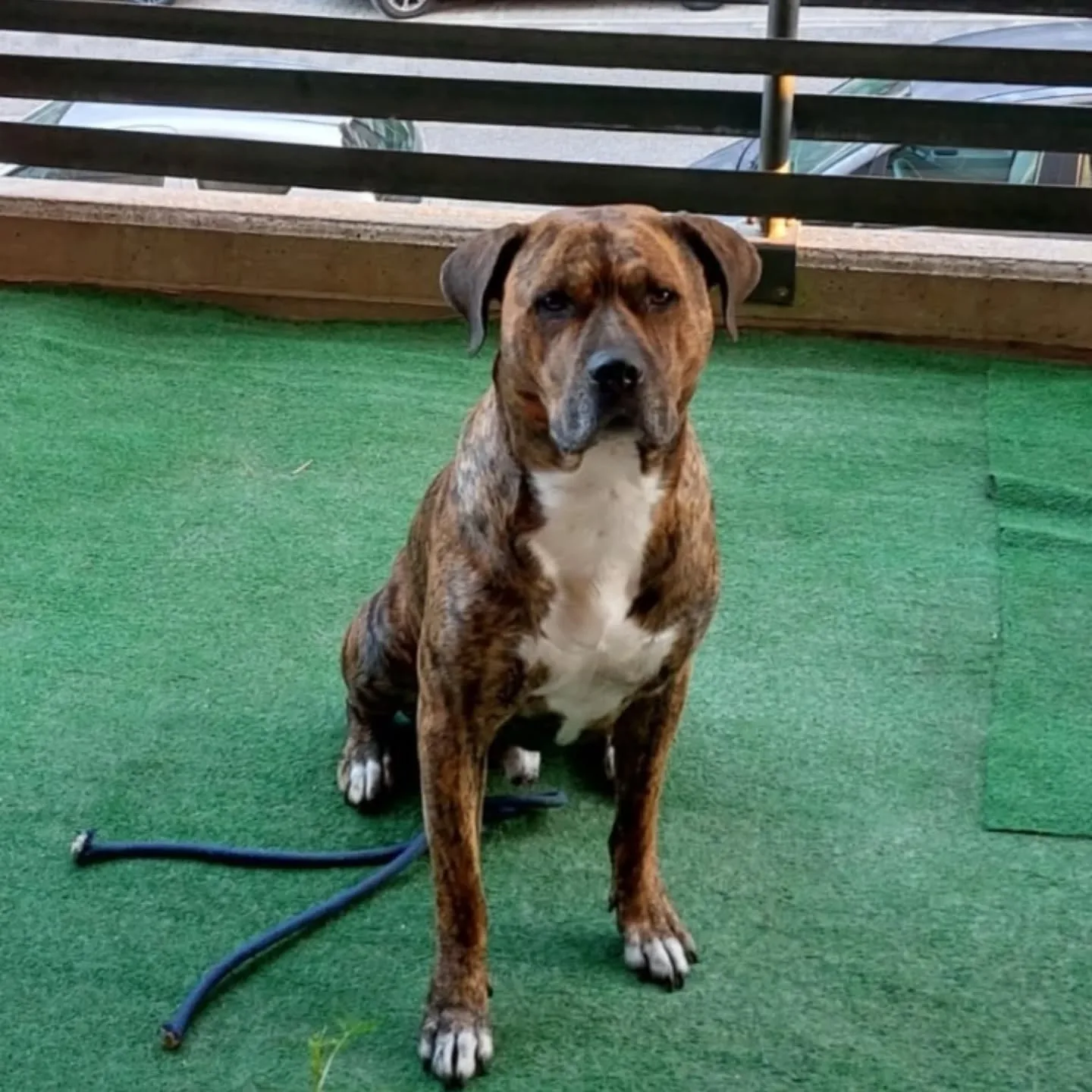 Azlan, cane mix cane corso in adozione a Latina - foto 2