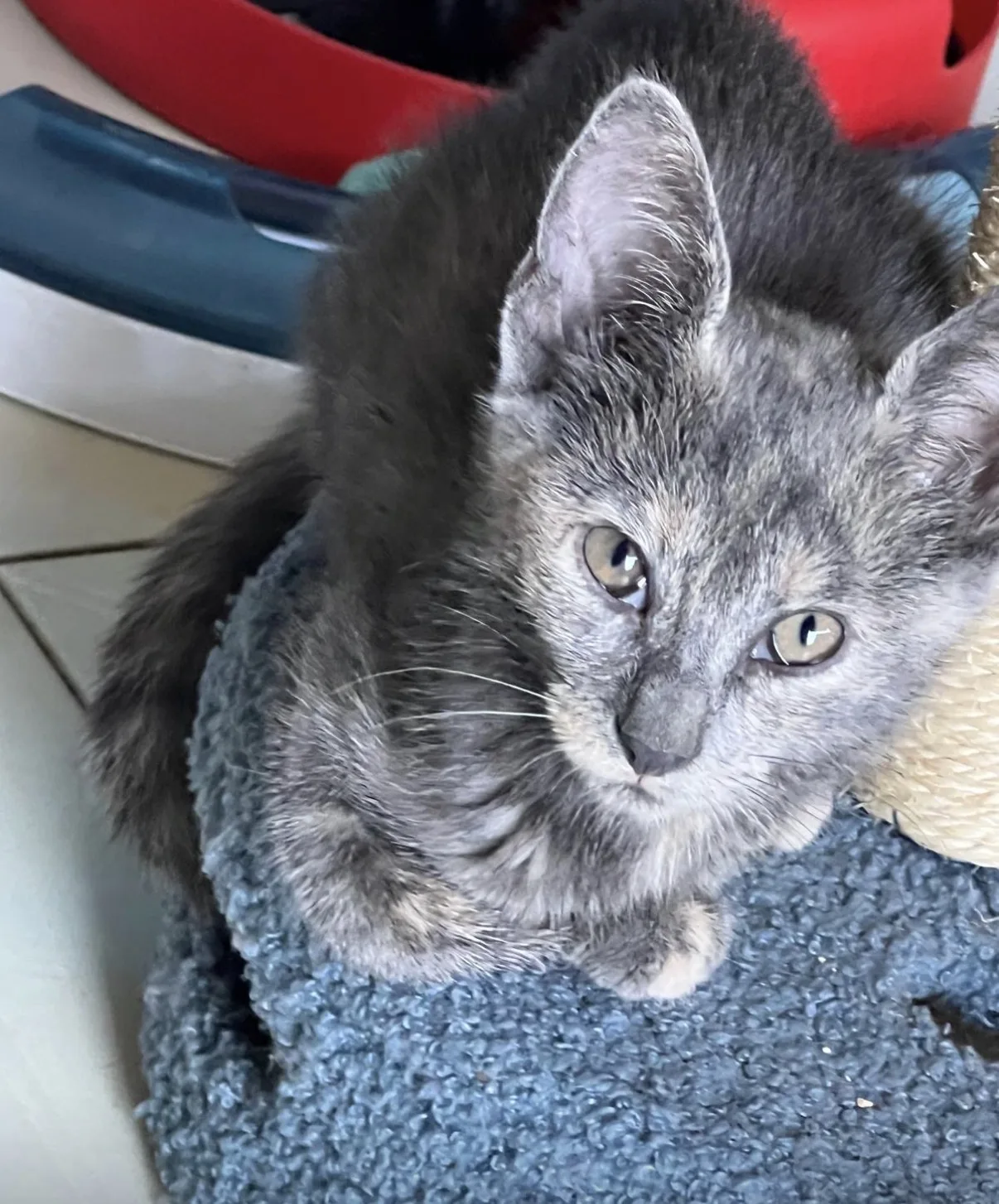Simba e Nala, cane Europeo in adozione a Vibo Valentia - foto 3
