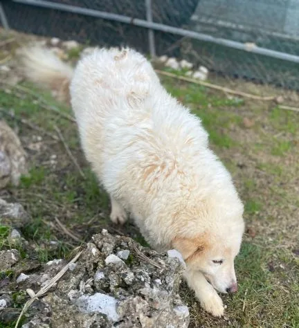 Nuvola, cane meticcio in adozione a Latina - foto 2