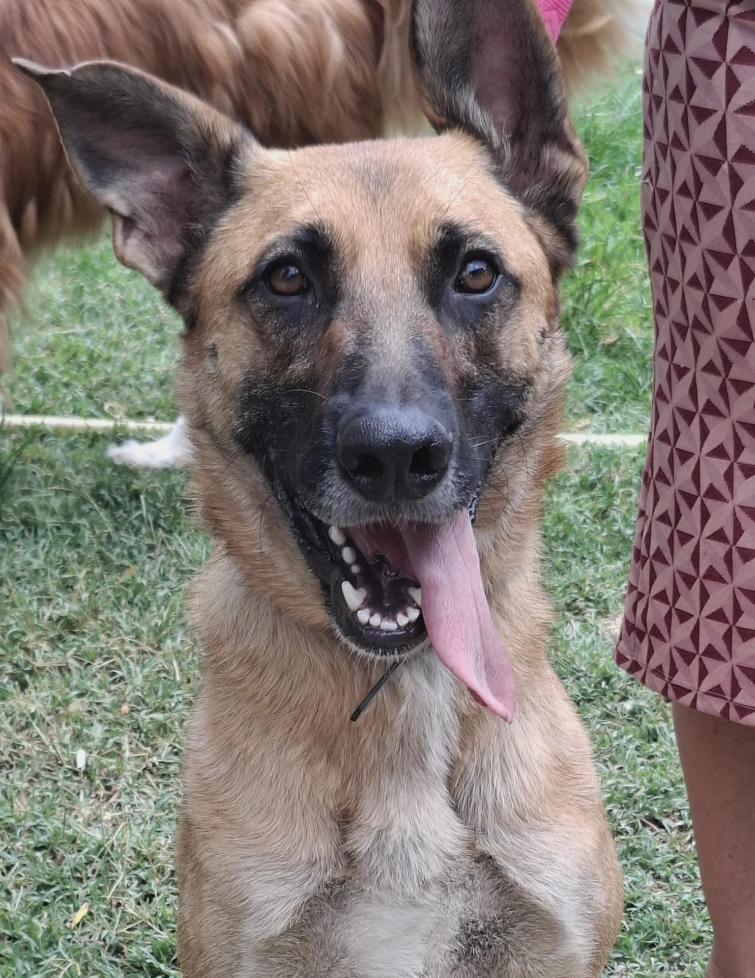 Ciro, cane Meticcio (madre Pastore Tedesco) in adozione a Roma - foto 2