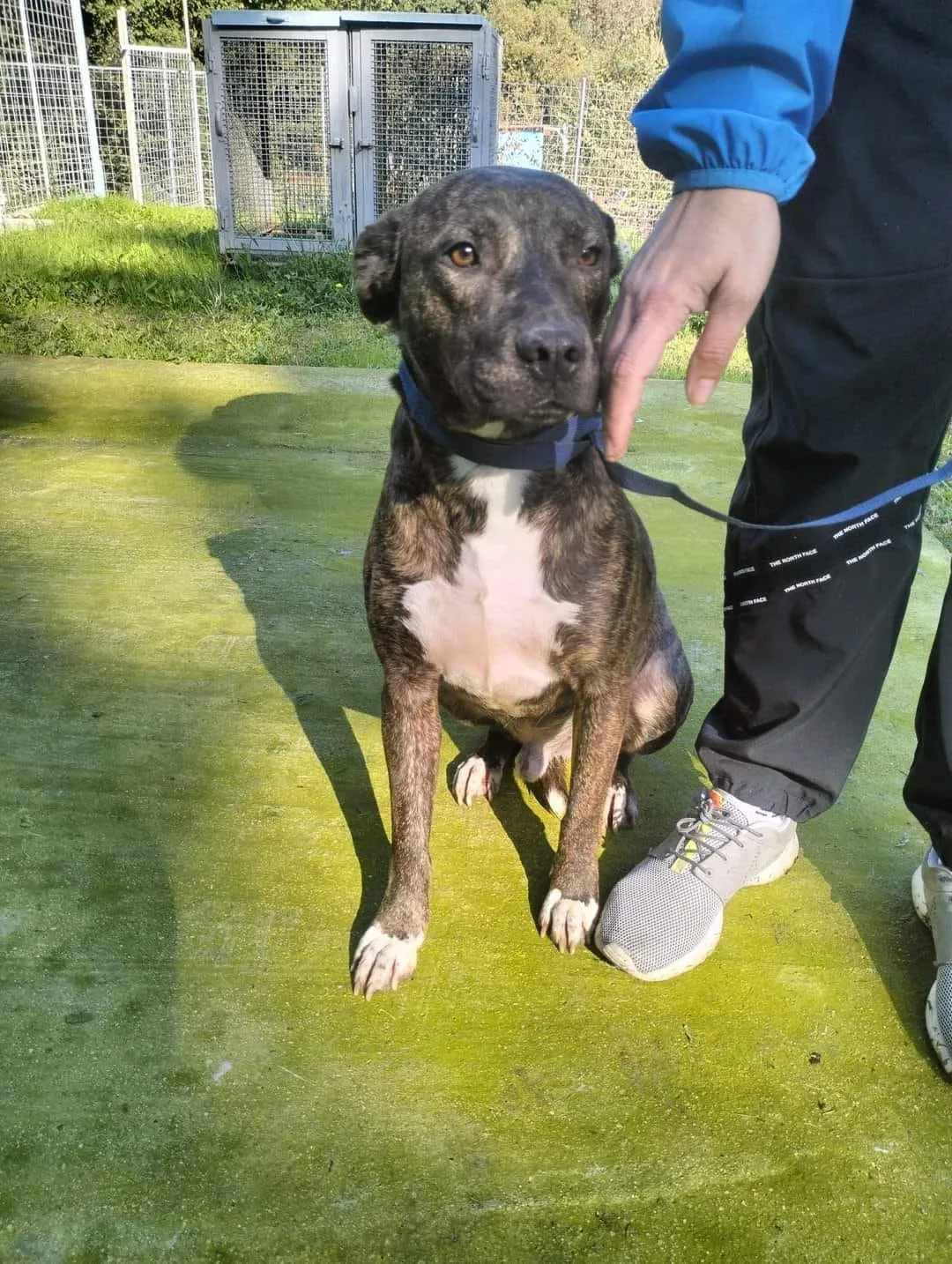 Apollo, cane meticcio in adozione a Latina - foto 4