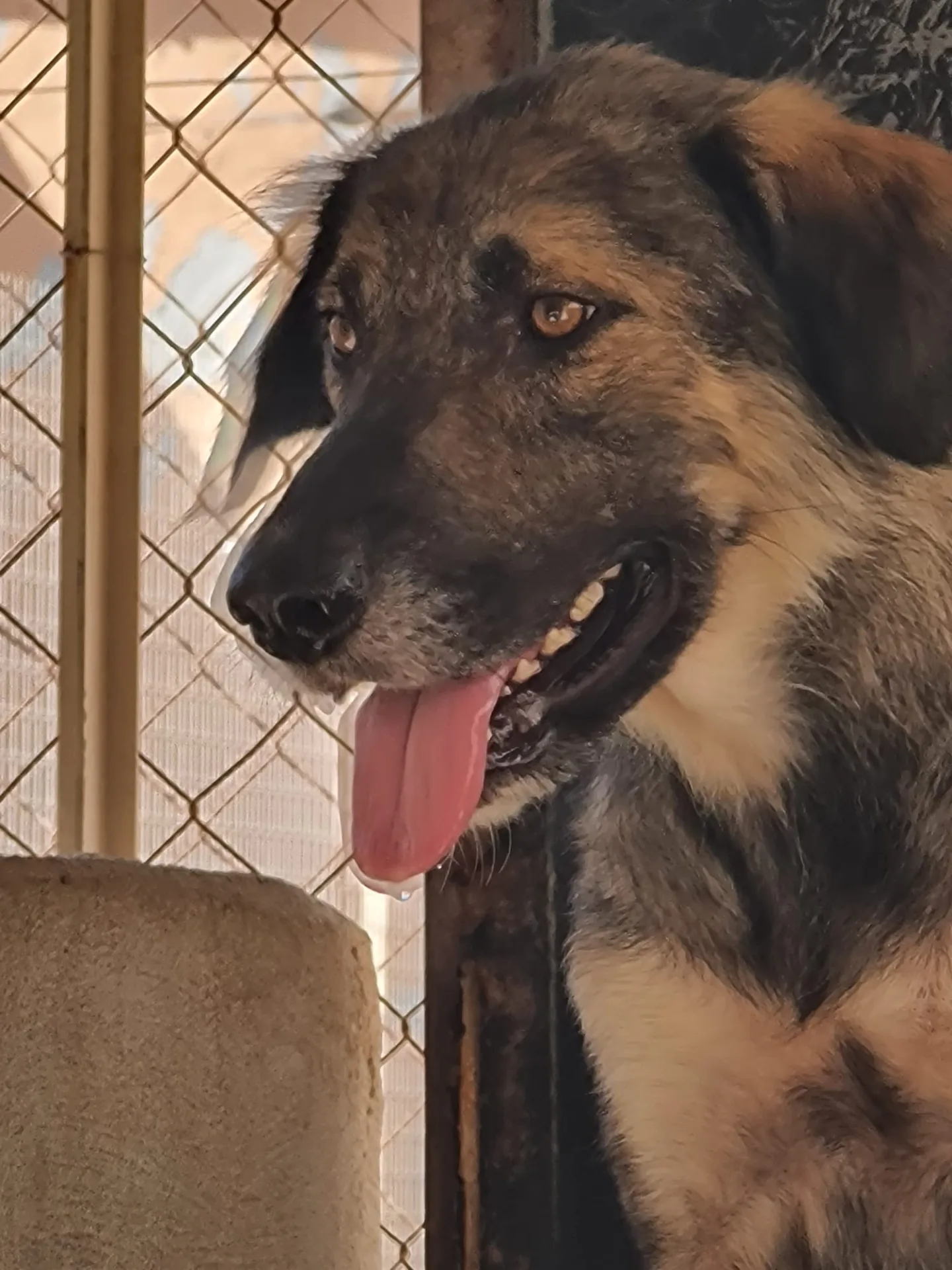 Malika, cane Meticcio in adozione a Trapani - foto 2