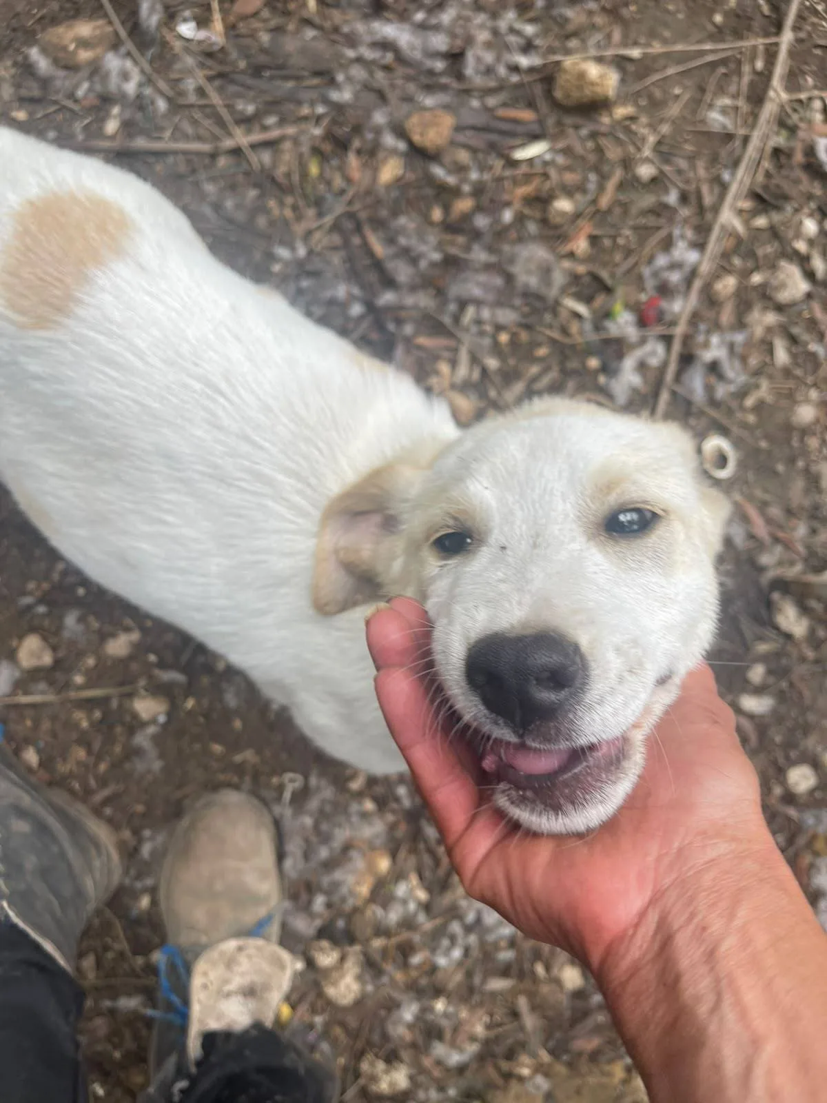 Malu adozione cucciolo cieco, cane meticcio in adozione a Latina - foto 2