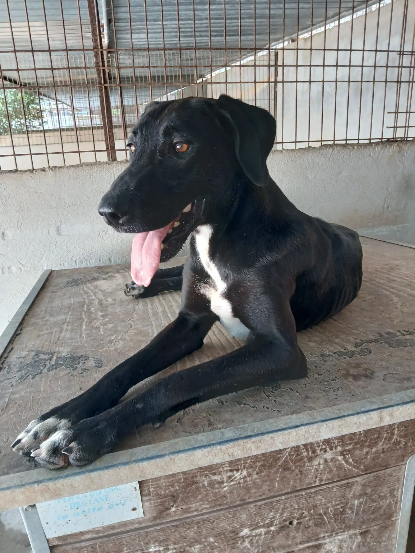 Harley, cane in adozione a Bari - foto 1