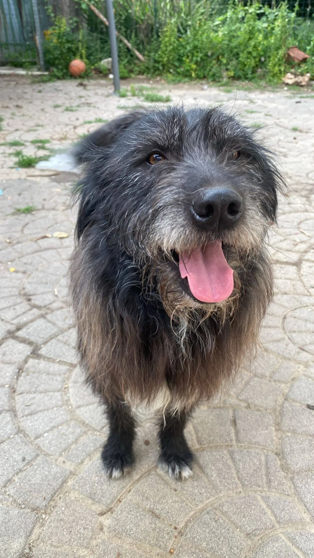 Barbetto, cane meticcio in adozione a Asti - foto 4