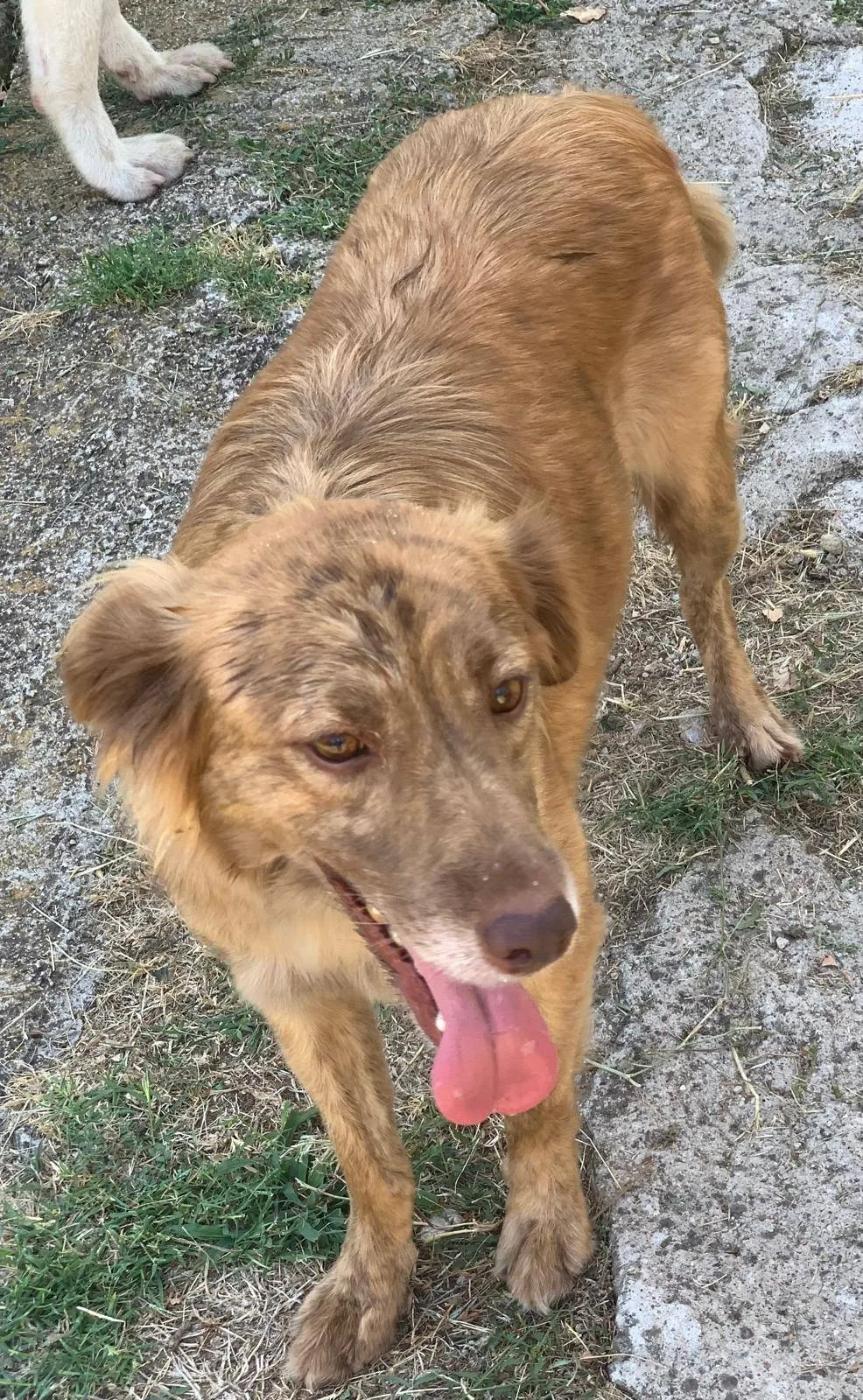 Fritz, cane in adozione a Latina - foto 1