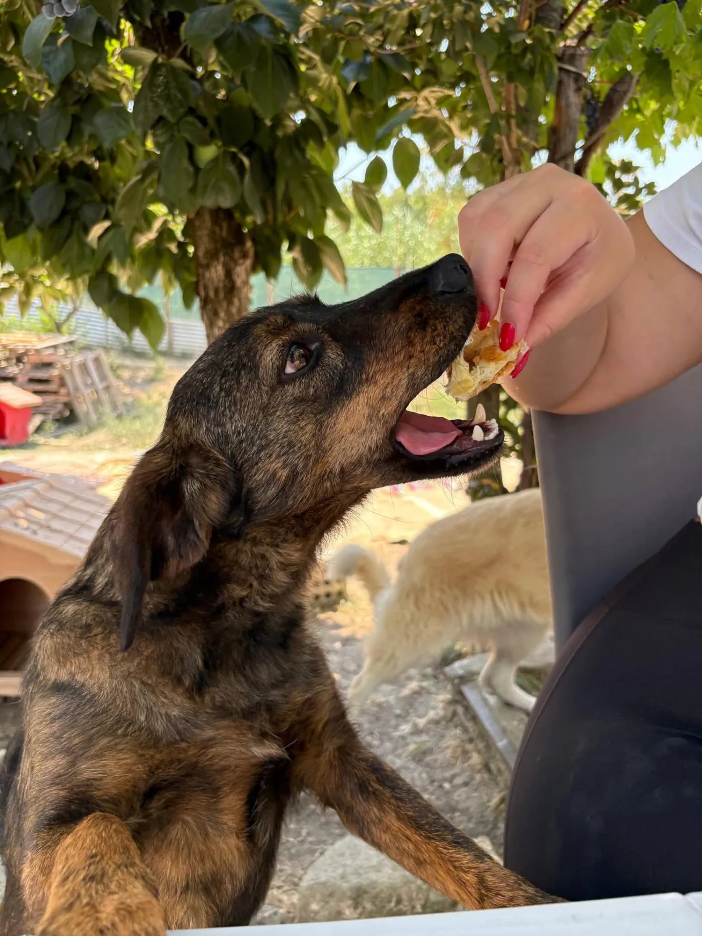 Beth, cane Meticcio in adozione a Treviso - foto 3