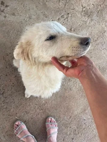 Pandino, cane meticcio in adozione a Latina - foto 3