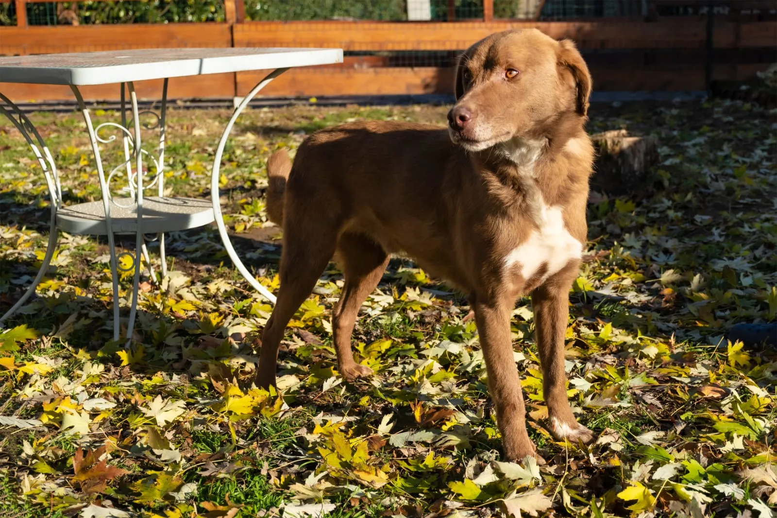 Balto, cane Meticcio in adozione a Pavia - foto 2
